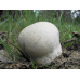Мицелий Головача круглого / Дождевик заячий (Calvatia utriformis)